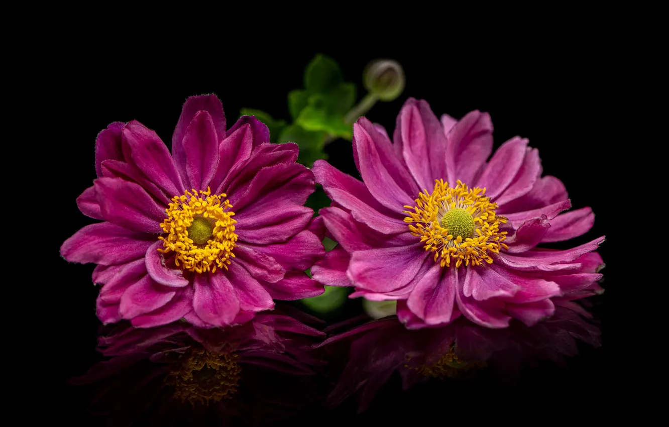 Фото обои цветы, розовые, черный фон, анемоны