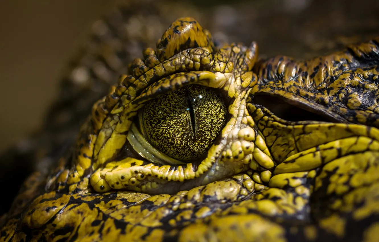 Фото обои макро, глаз, крокодил
