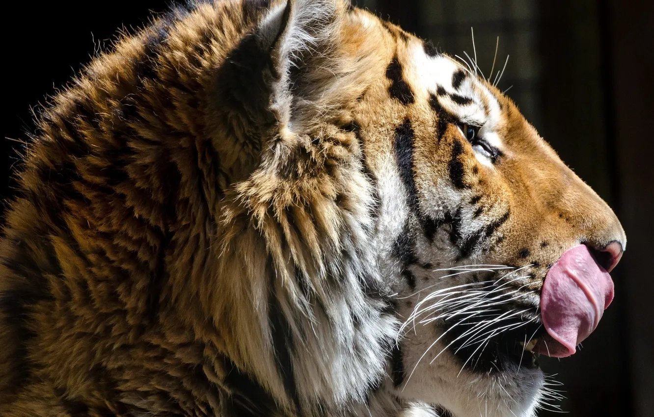 Фото обои язык, морда, тигр, темный фон, хищник, профиль, дикая кошка