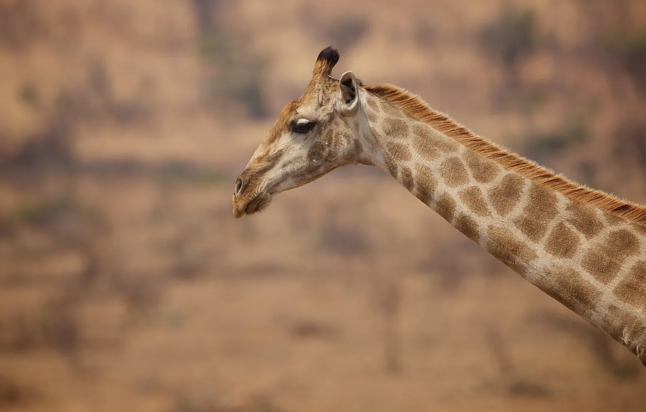 Фото обои жираф, пятна, шея