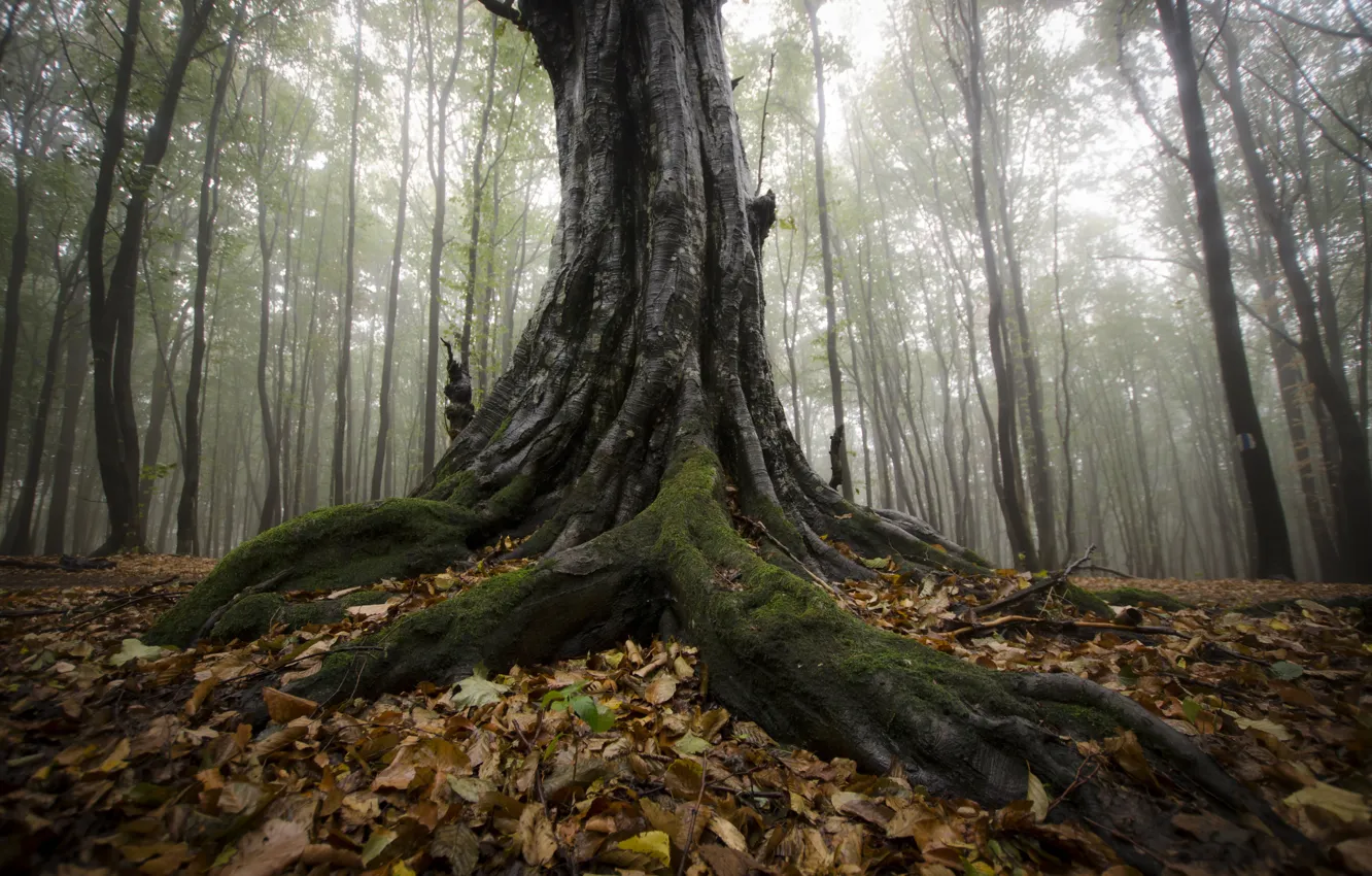 Фото обои осень, лес, туман, дерево