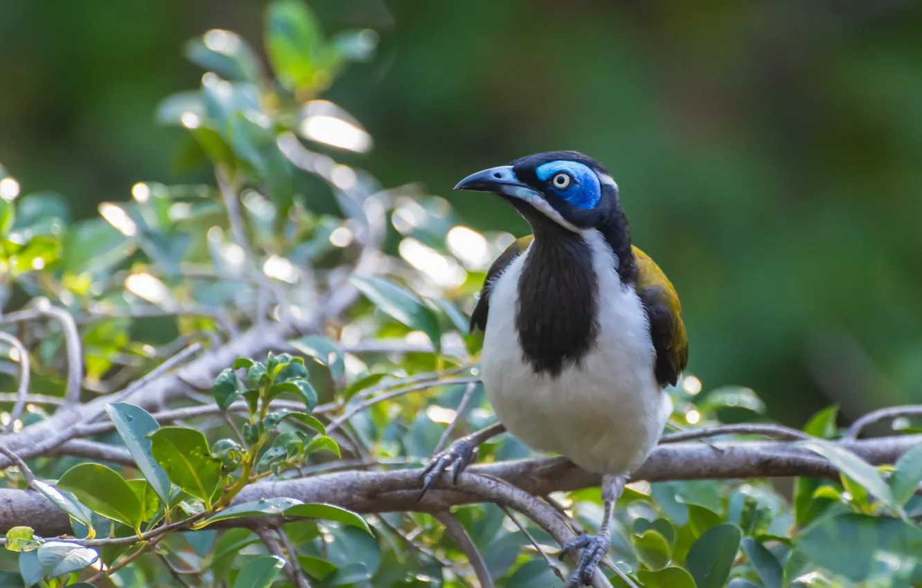 Фото обои листья, ветки, природа, птица, Fleur Walton