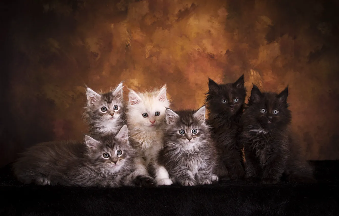 Фото обои взгляд, кошки, поза, темный фон, котенок, котята, мех, компания