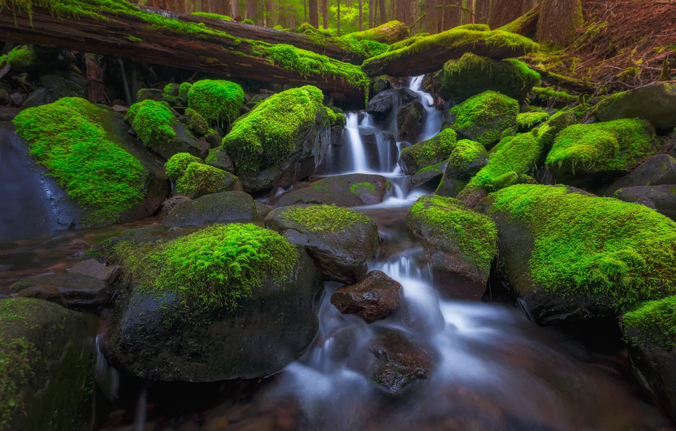 Фото обои лес, деревья, ручей, камни, мох, поток, США, штат Вашингтон
