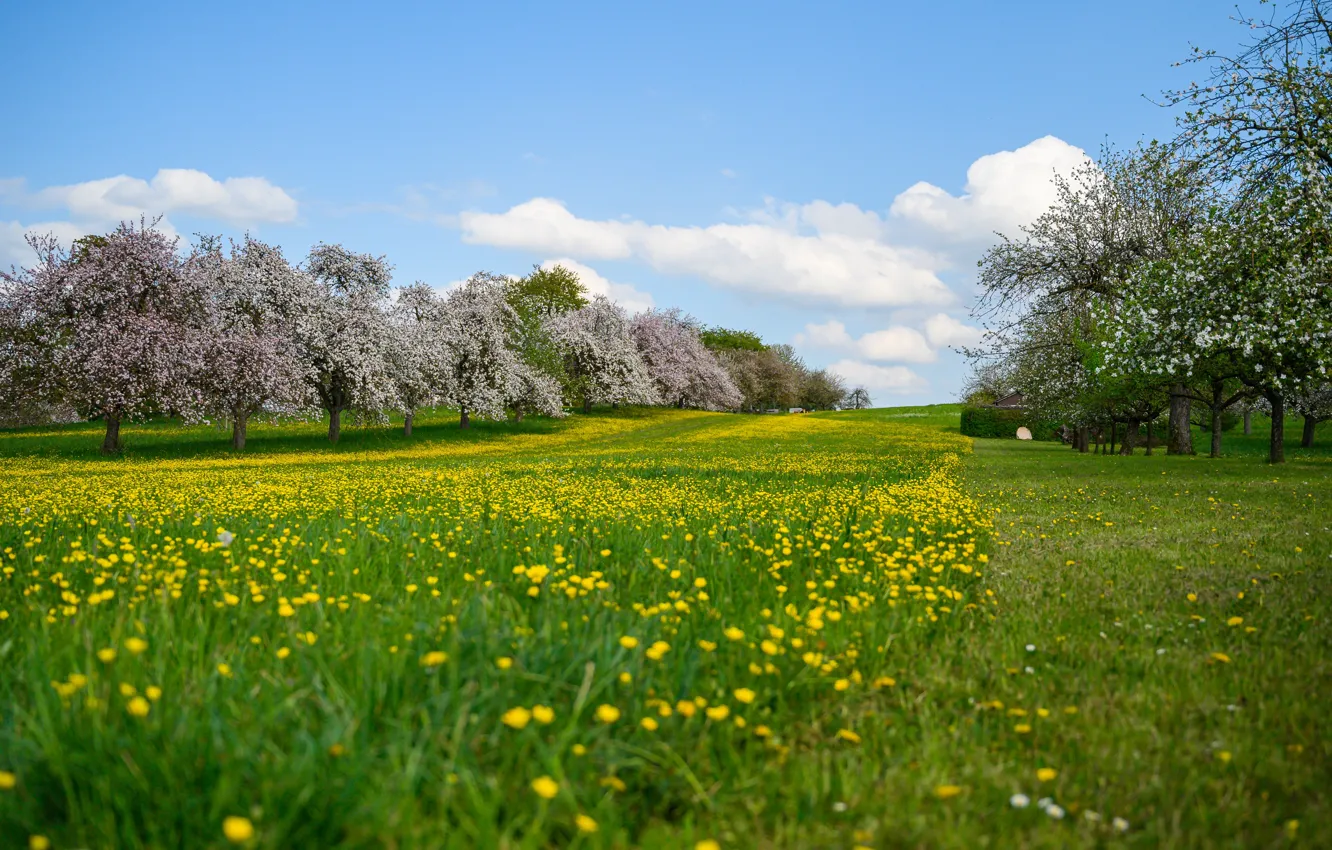 Фото обои поле, трава, цветы, весна, луг, sunshine, trees, field