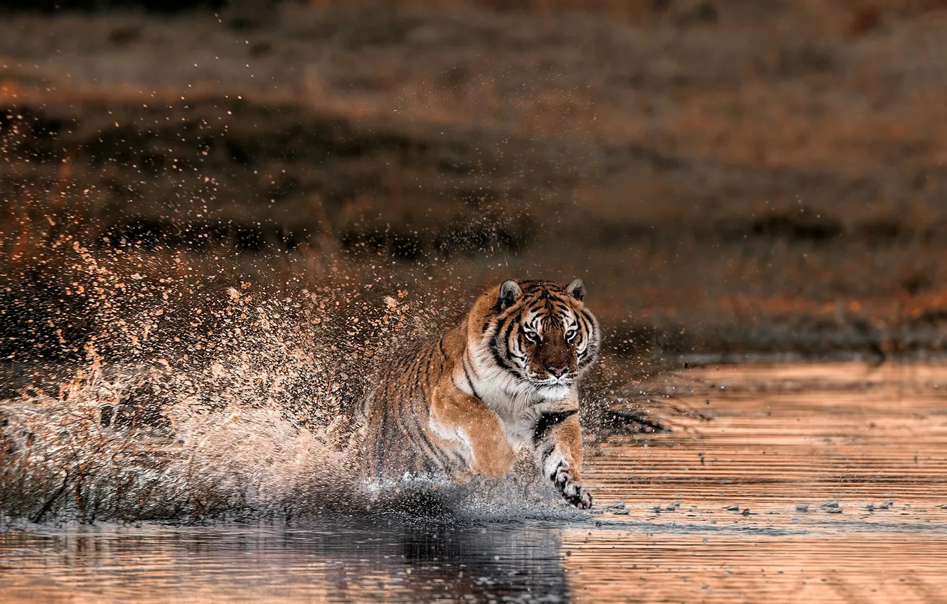 Фото обои брызги, тигр, река, бег