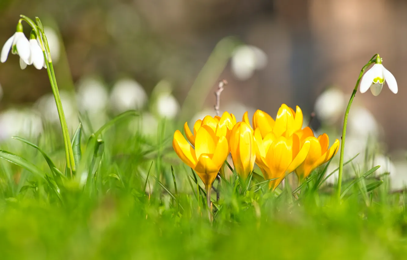 Фото обои цветы, настроение, поляна, весна, желтые, подснежники, крокусы, боке