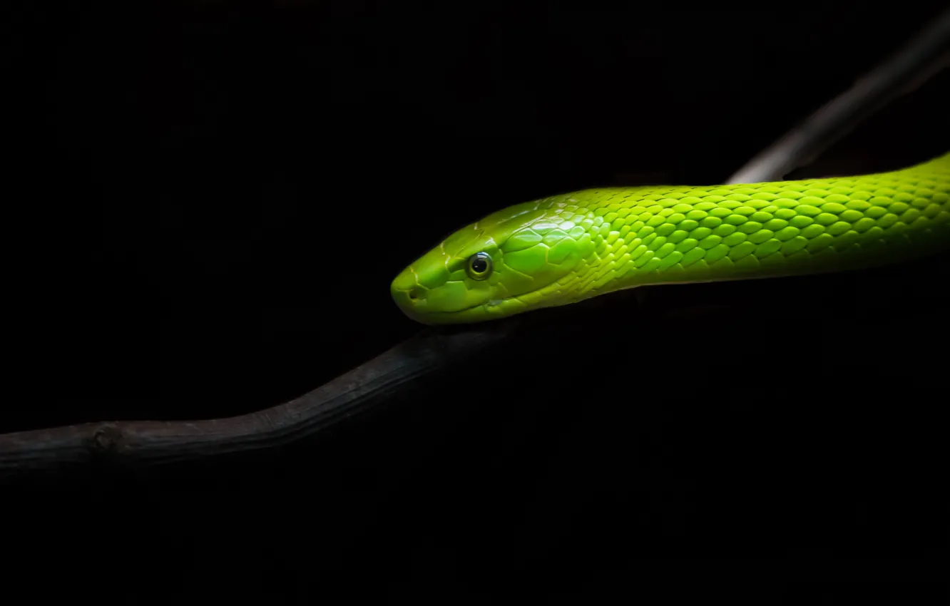 Фото обои природа, змея, Узкоголовая мамба