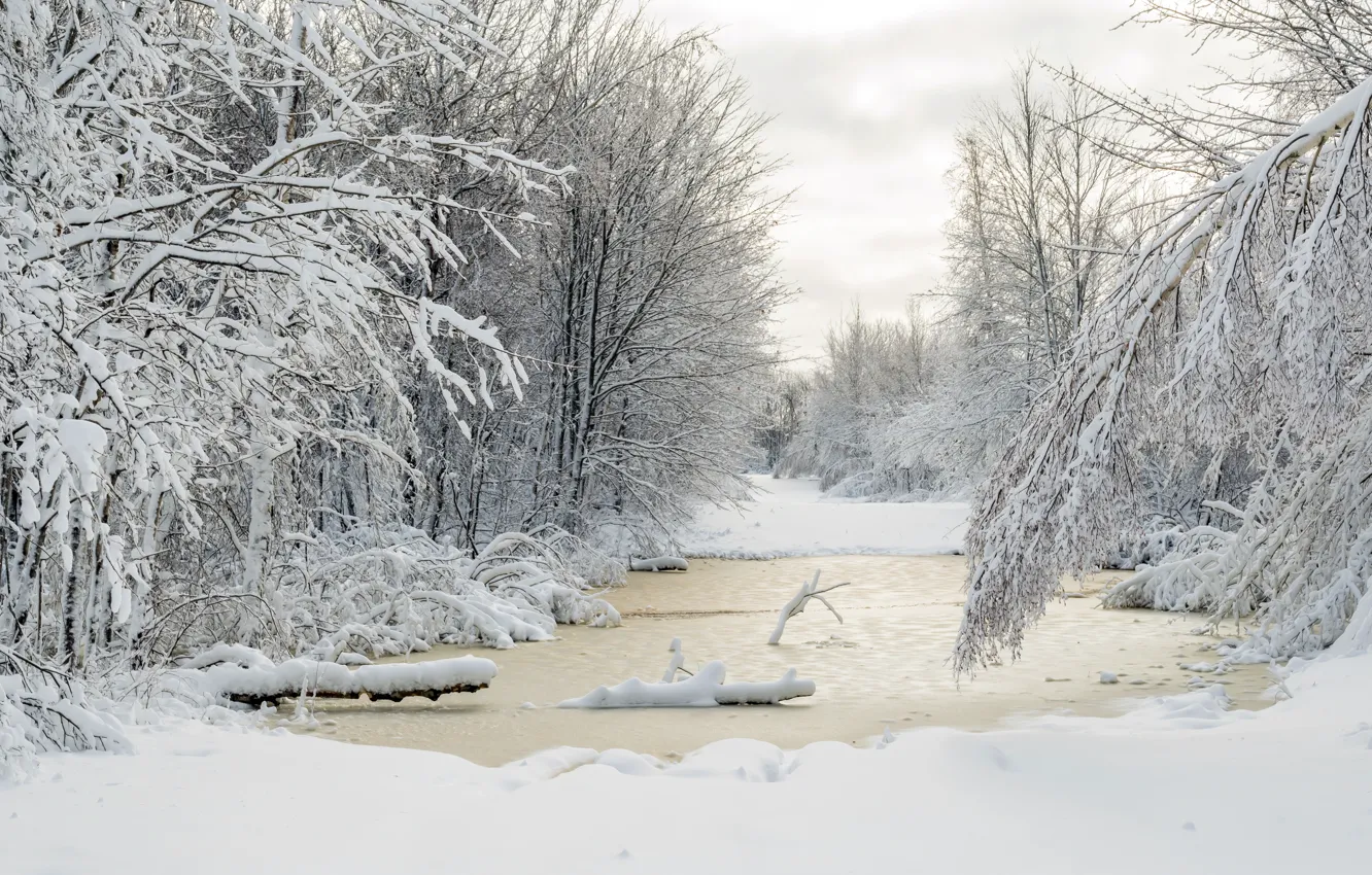 Фото обои Природа, Зима, Деревья, Снег