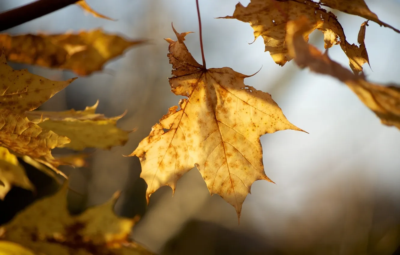 Фото обои осень, листья, макро, ветки, желтые, сухие