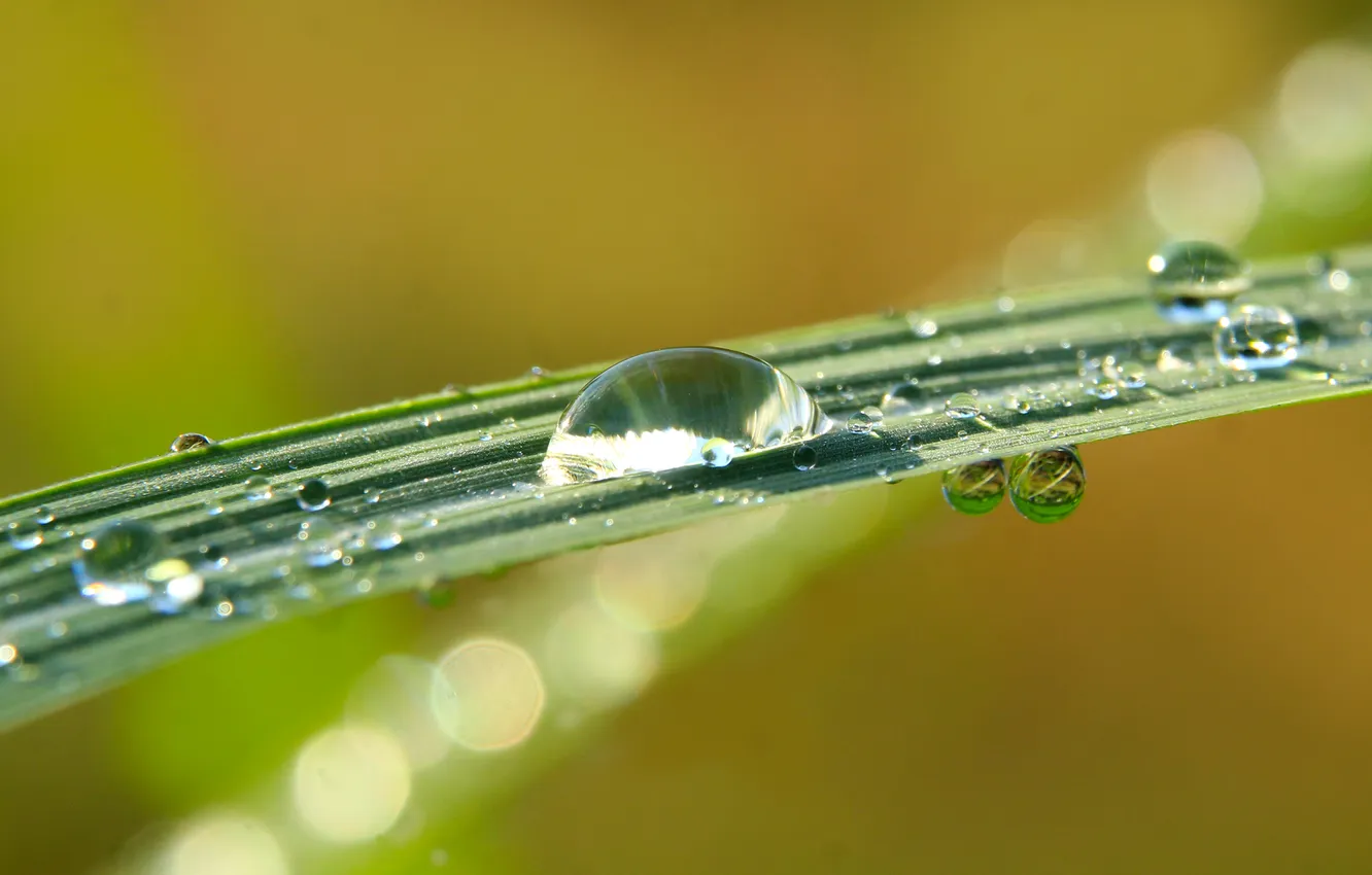 Фото обои grass, water, drops