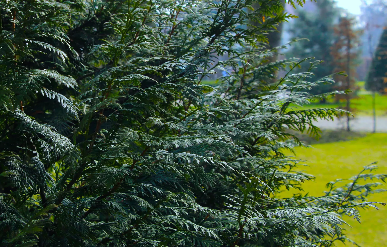 Фото обои green, plant, thuja