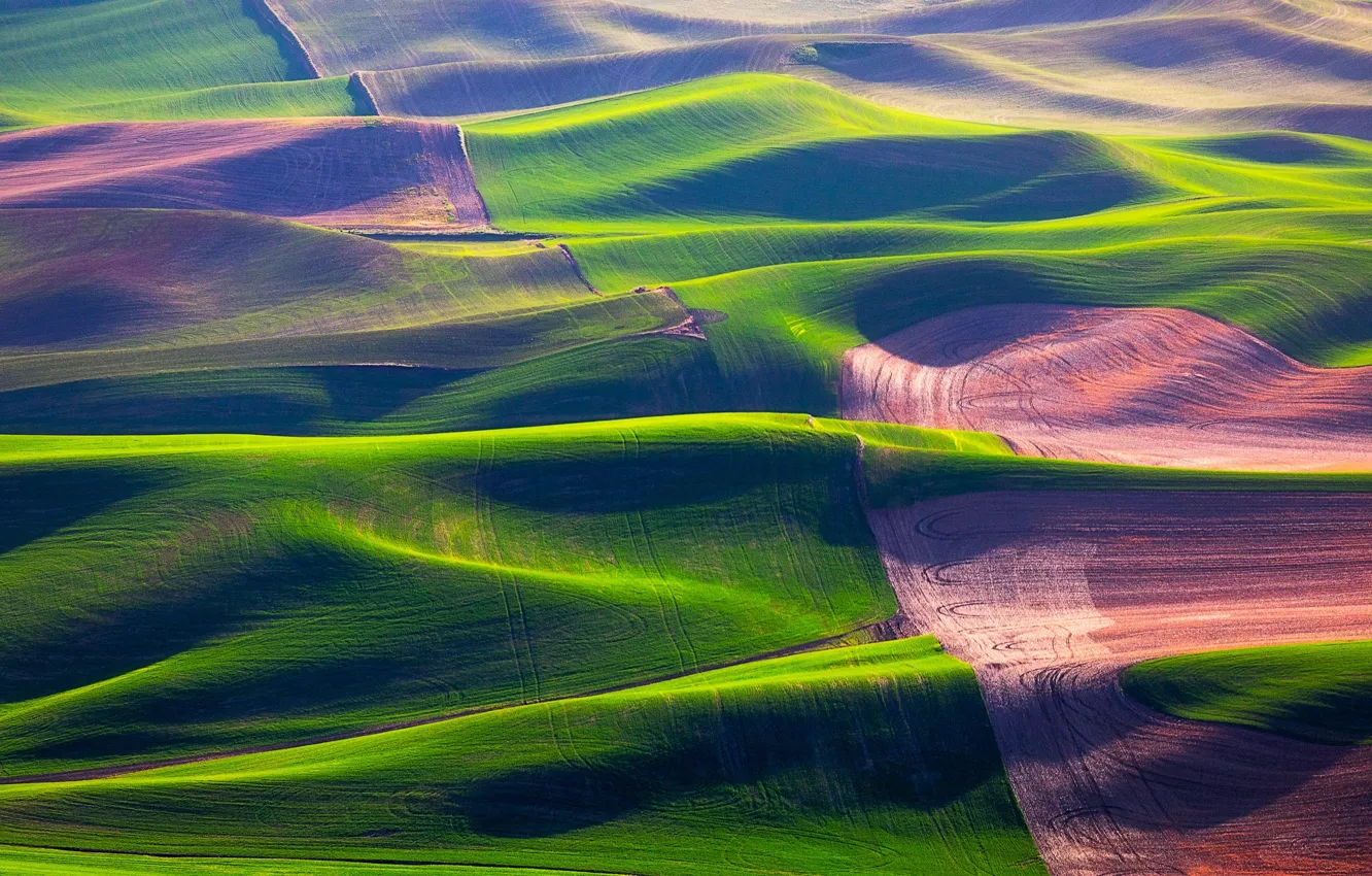 Фото обои поле, трава, холмы, США, штат Вашингтон