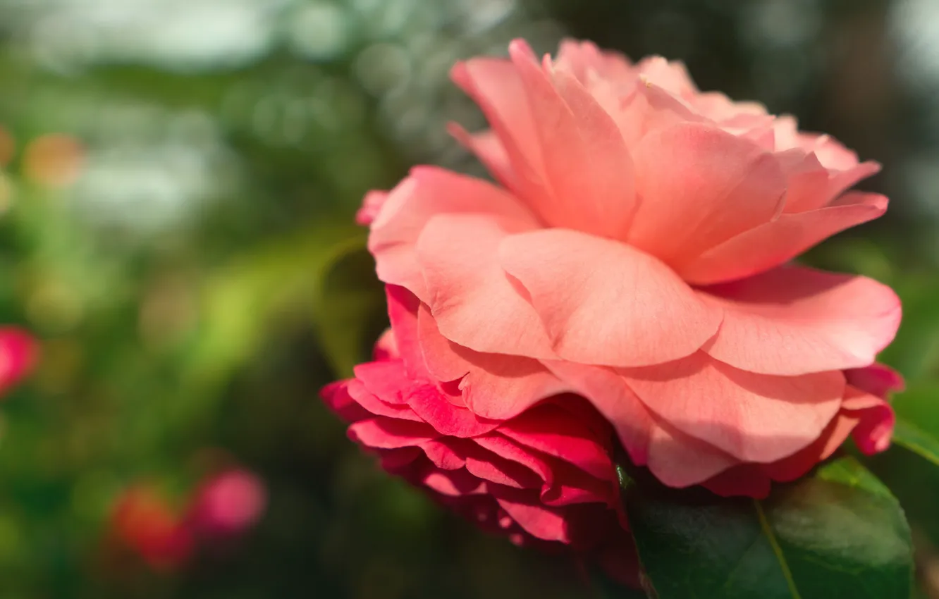 Фото обои зеленый, фон, розовая, роза, лепестки, сад, бутон, боке