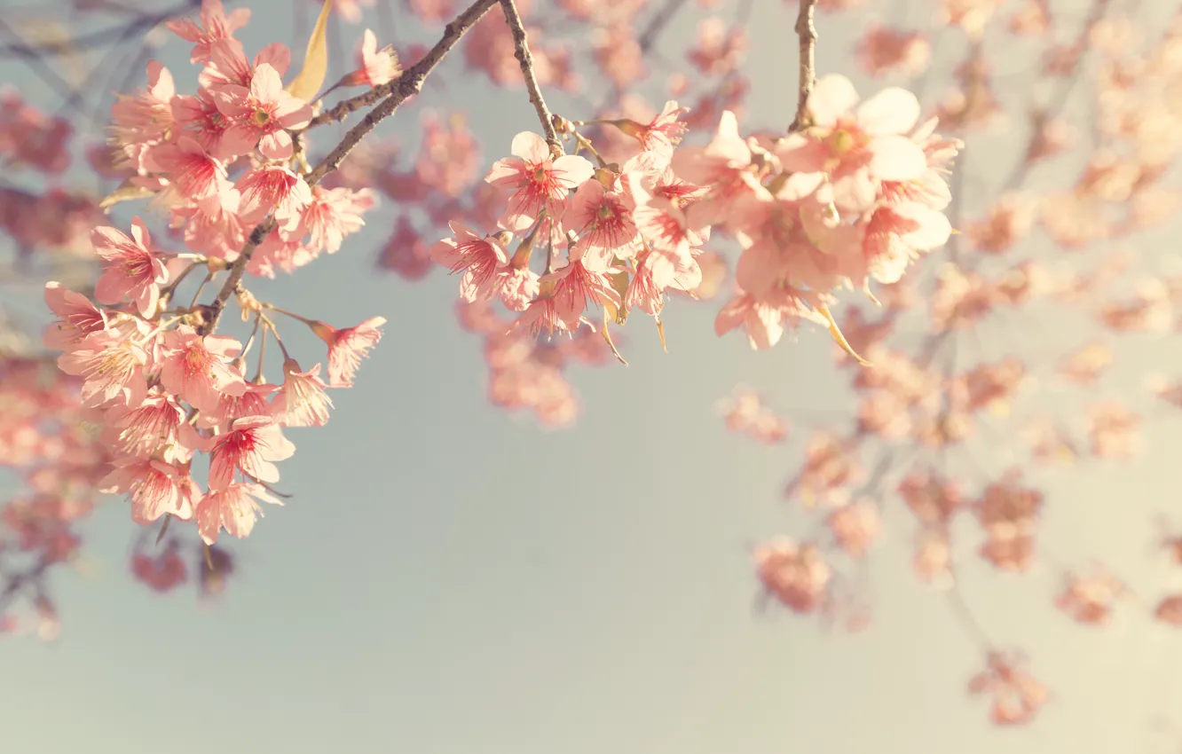 Фото обои небо, ветки, весна, сакура, цветение, vintage, pink, blossom