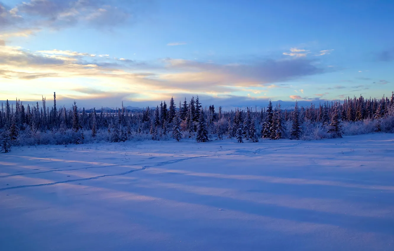 Фото обои зима, снег, деревья, Аляска
