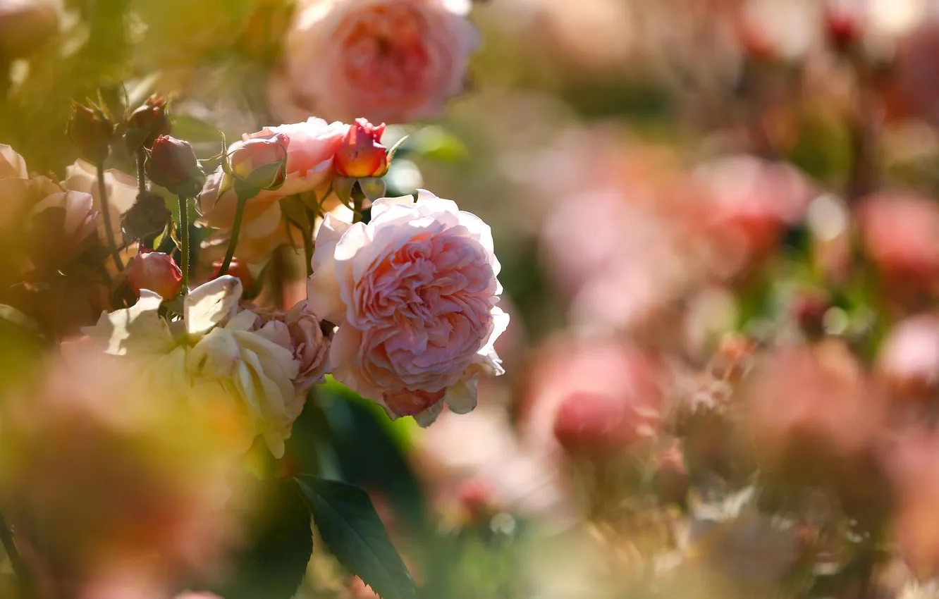 Фото обои цветы, природа, розы, клумба