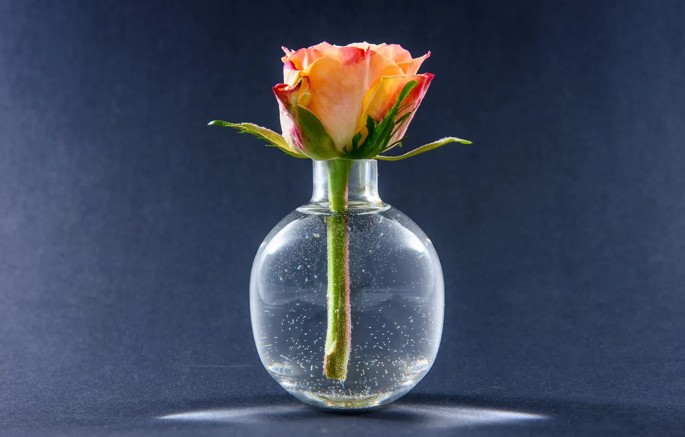 Фото обои цветок, роза, бутон, вазочка