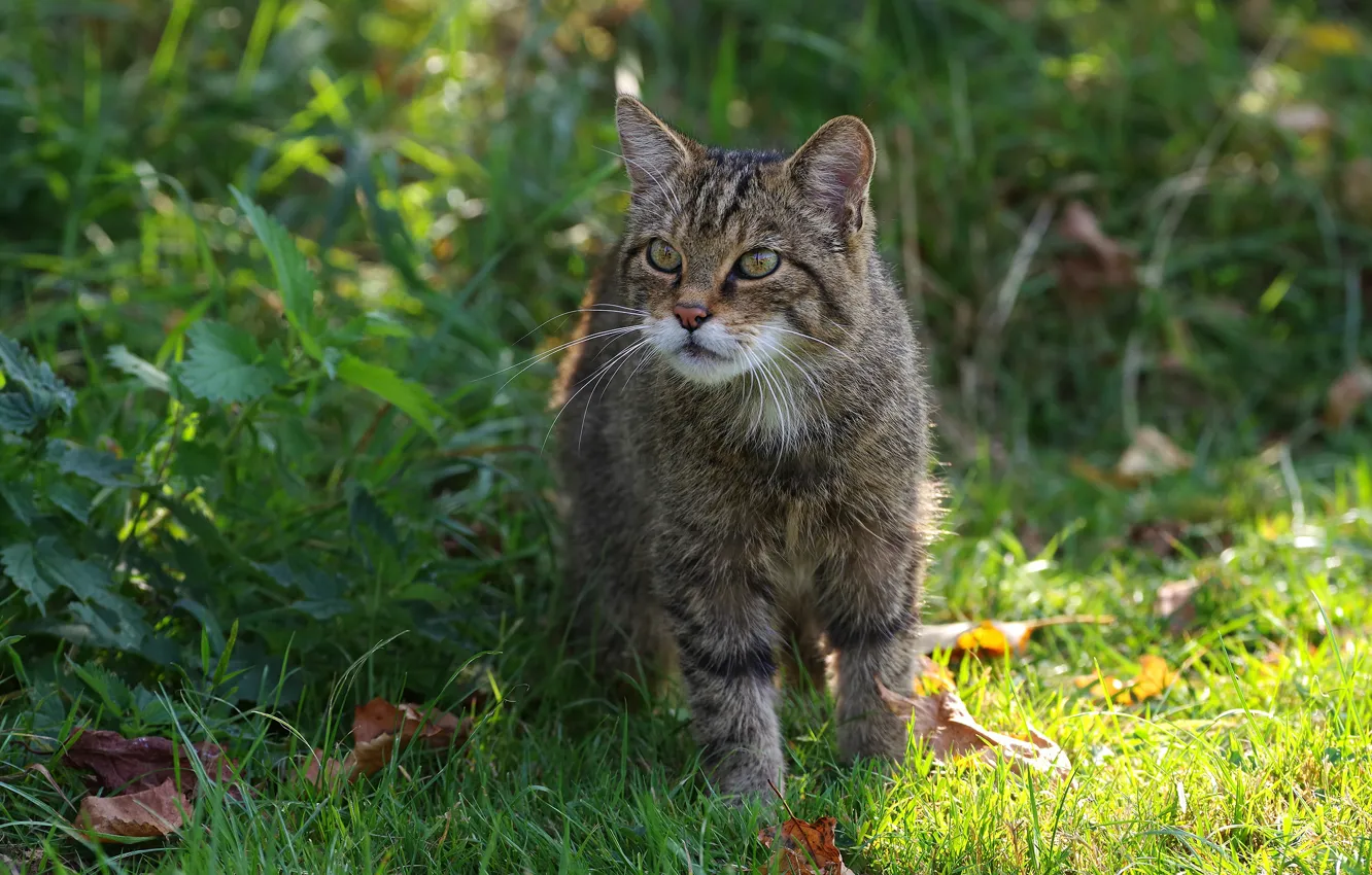 Фото обои трава, взгляд, природа, прогулка, дикий кот
