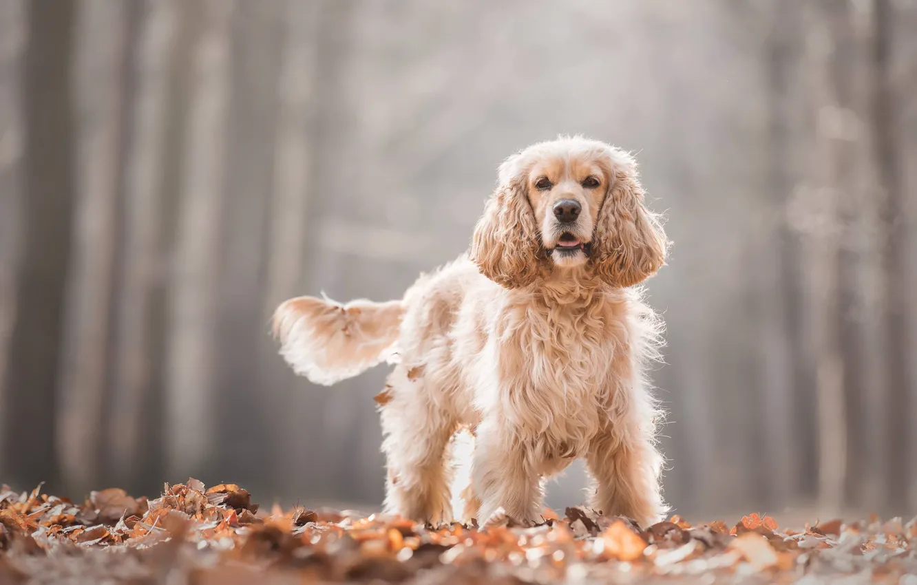 Фото обои осень, листья, листва, собака, боке, Кокер-спаниель