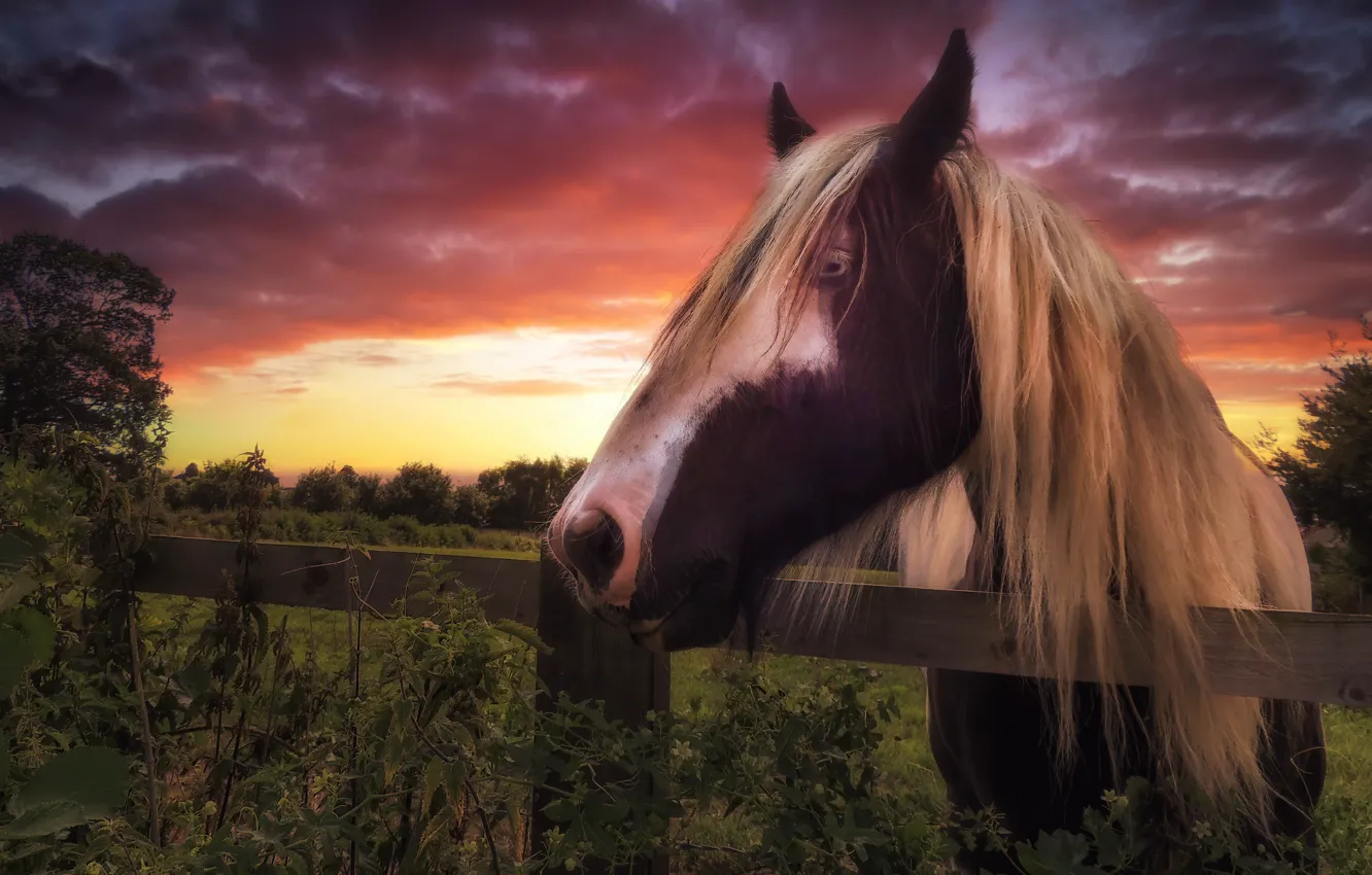Фото обои закат, конь, забор