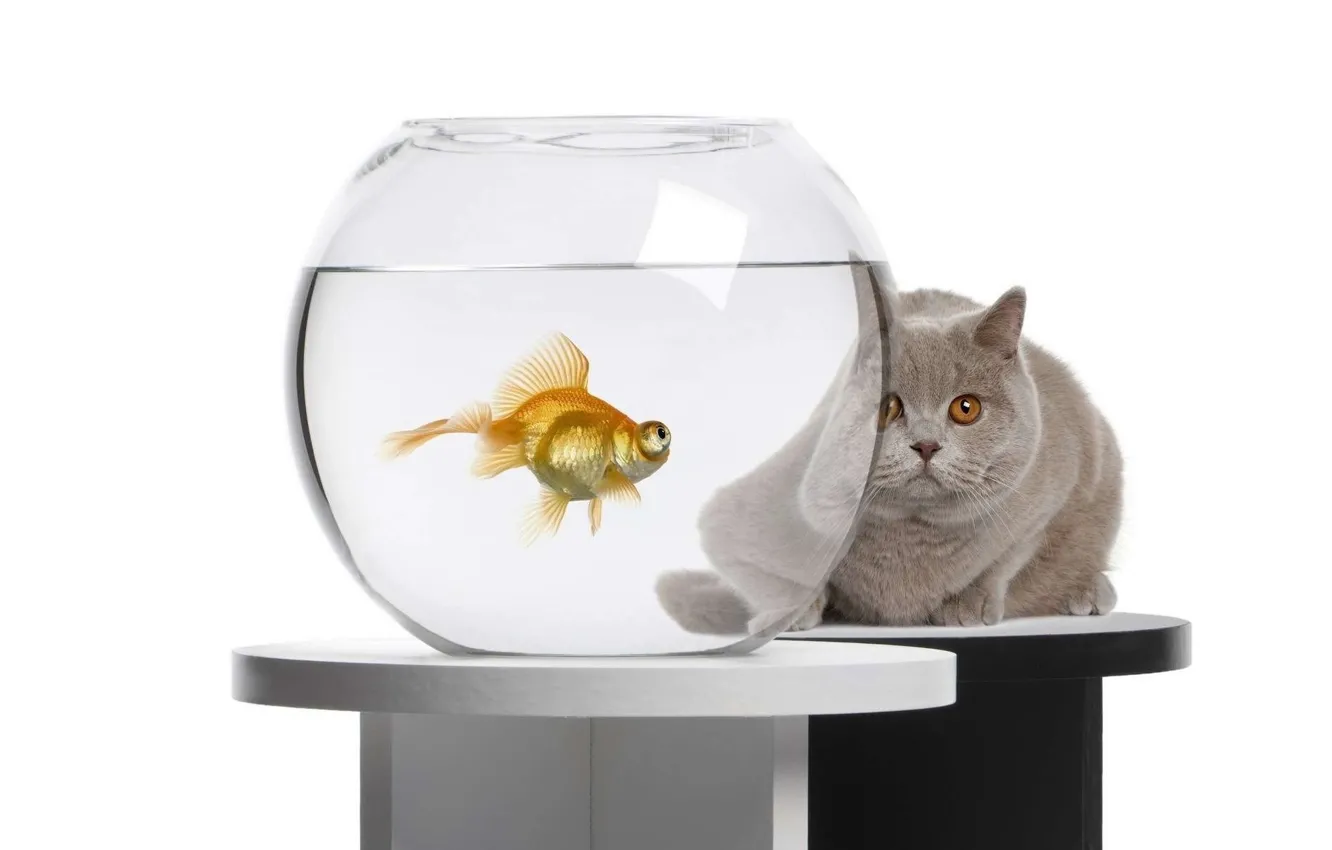 Фото обои кот, аквариум, золотая рыбка