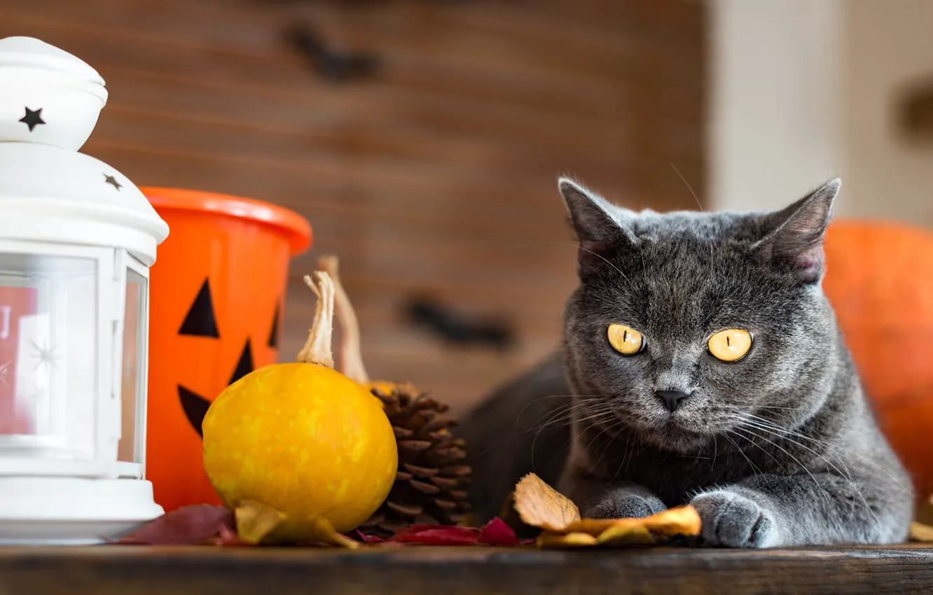 Фото обои осень, кошка, кот, взгляд, поза, стол, серый, праздник