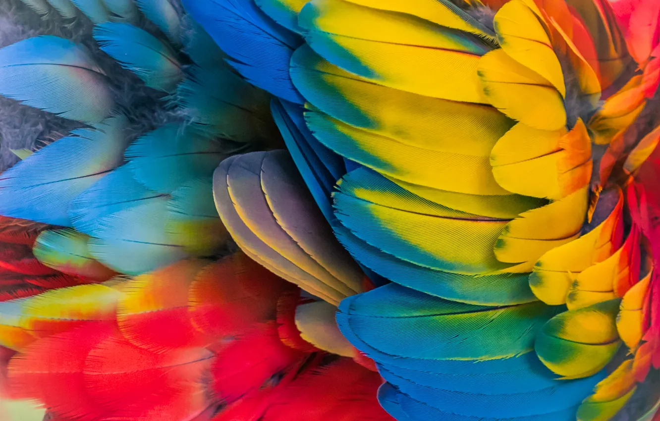 Фото обои перья, попугай, разноцветные