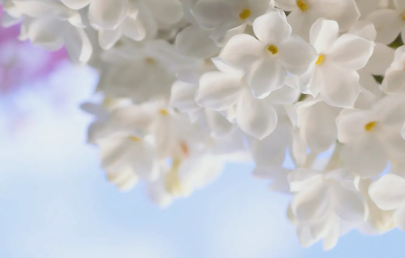 Фото обои белый, макро, цветы, нежность, весна, сирень