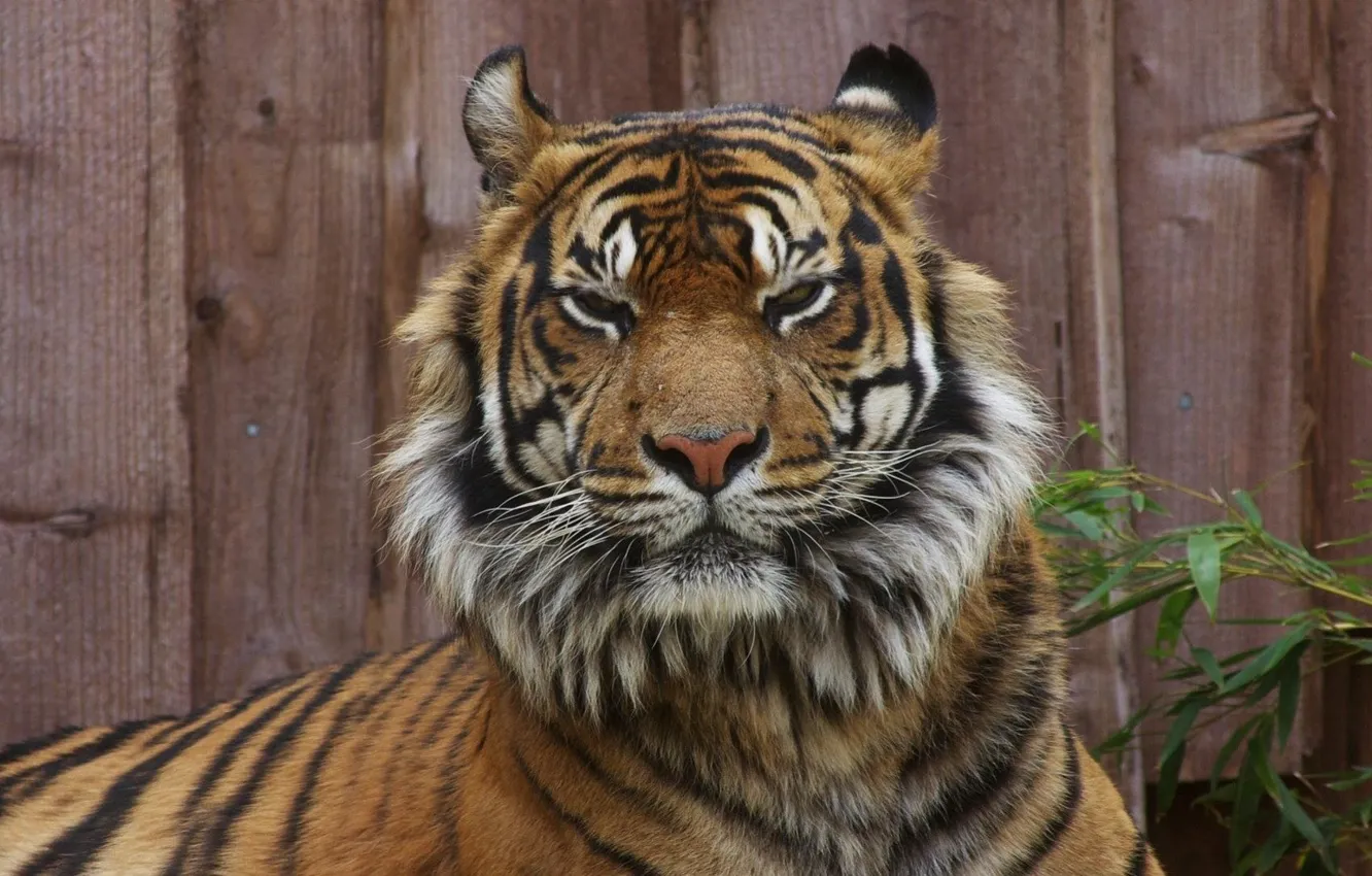 Фото обои tiger, animal, big cat, staring tiger