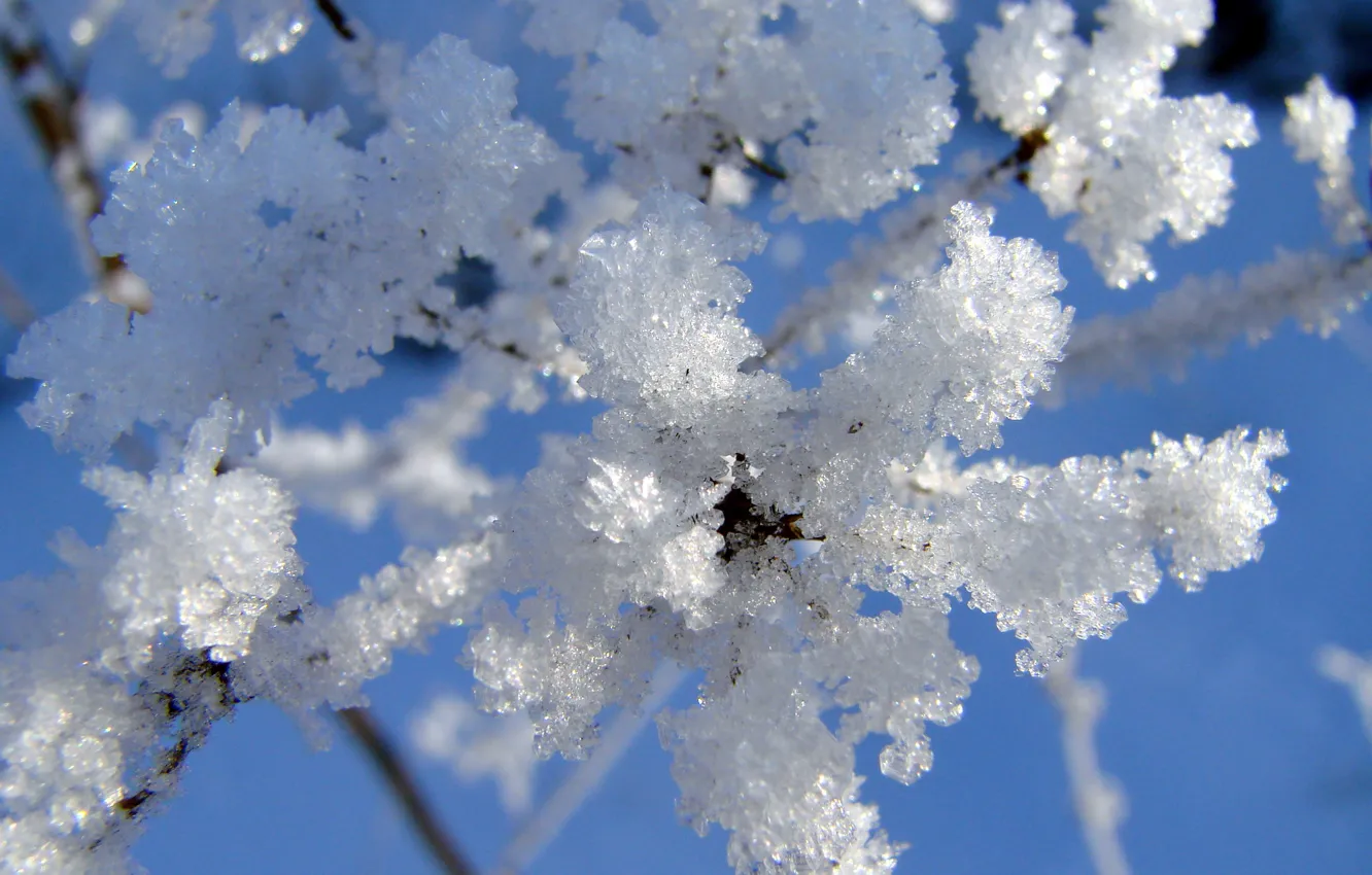 Фото обои зима, иней, снег, Ветка