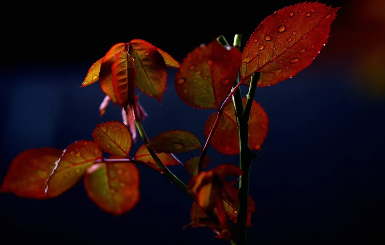 Фото обои осень, листья, вода, капли, ветка