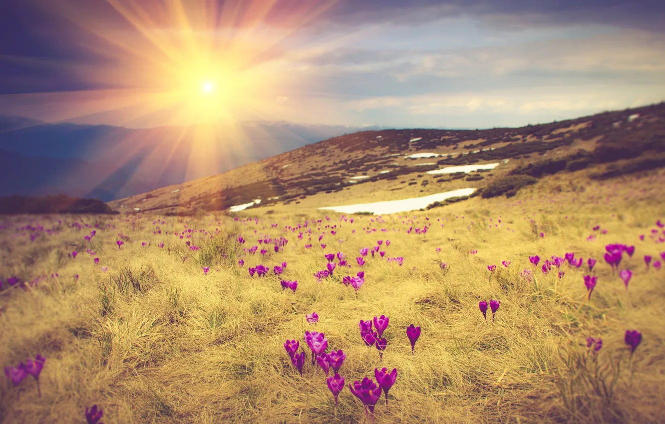 Фото обои трава, цветы, горы, рассвет, луг, крокусы, лучи солнца