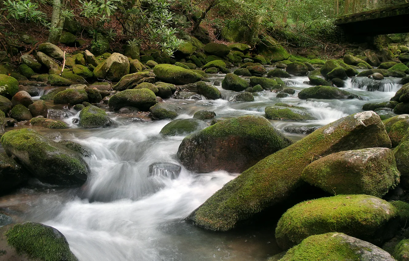 Фото обои лес, река, камни, мох, поток