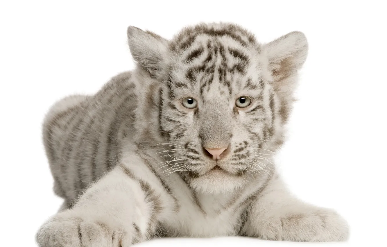 Фото обои белый, малыш, тигрёнок