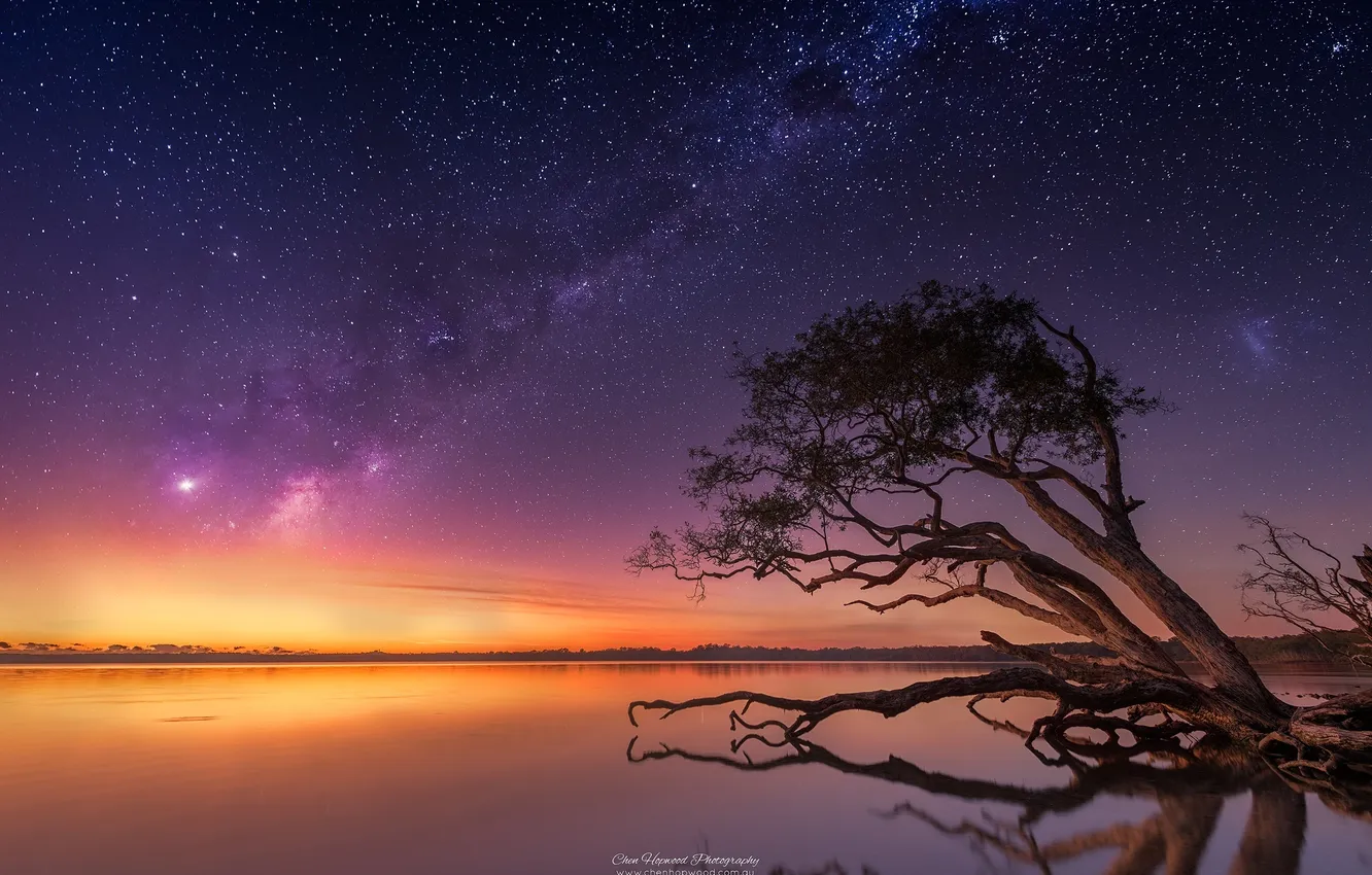Фото обои небо, звезды, ночь, дерево, млечный путь