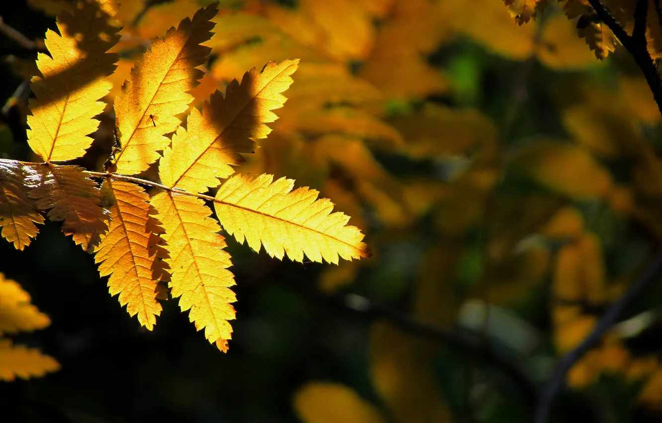 Фото обои осень, свет, природа, лист, желтое, на черном