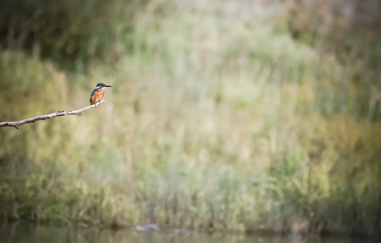 Фото обои ветки, природа, птица
