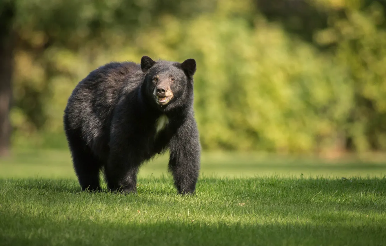 Фото обои медведь, grass, bear, black bear