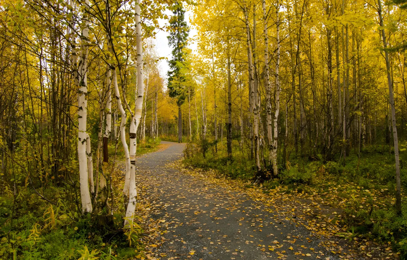 Фото обои дорога, осень, листья, природа