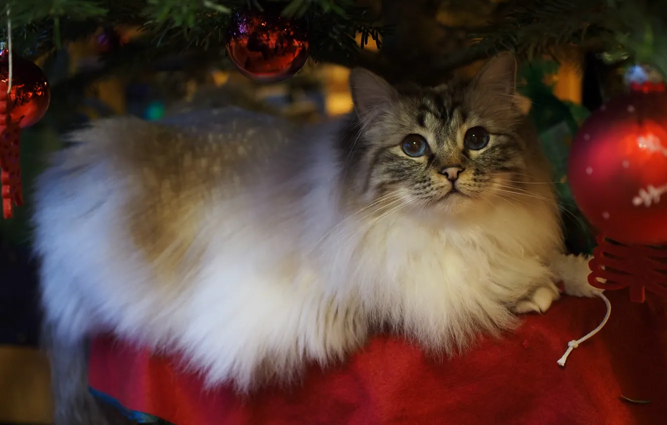 Фото обои кошка, кот, взгляд, шарики, ветки, игрушка, елка, новый год