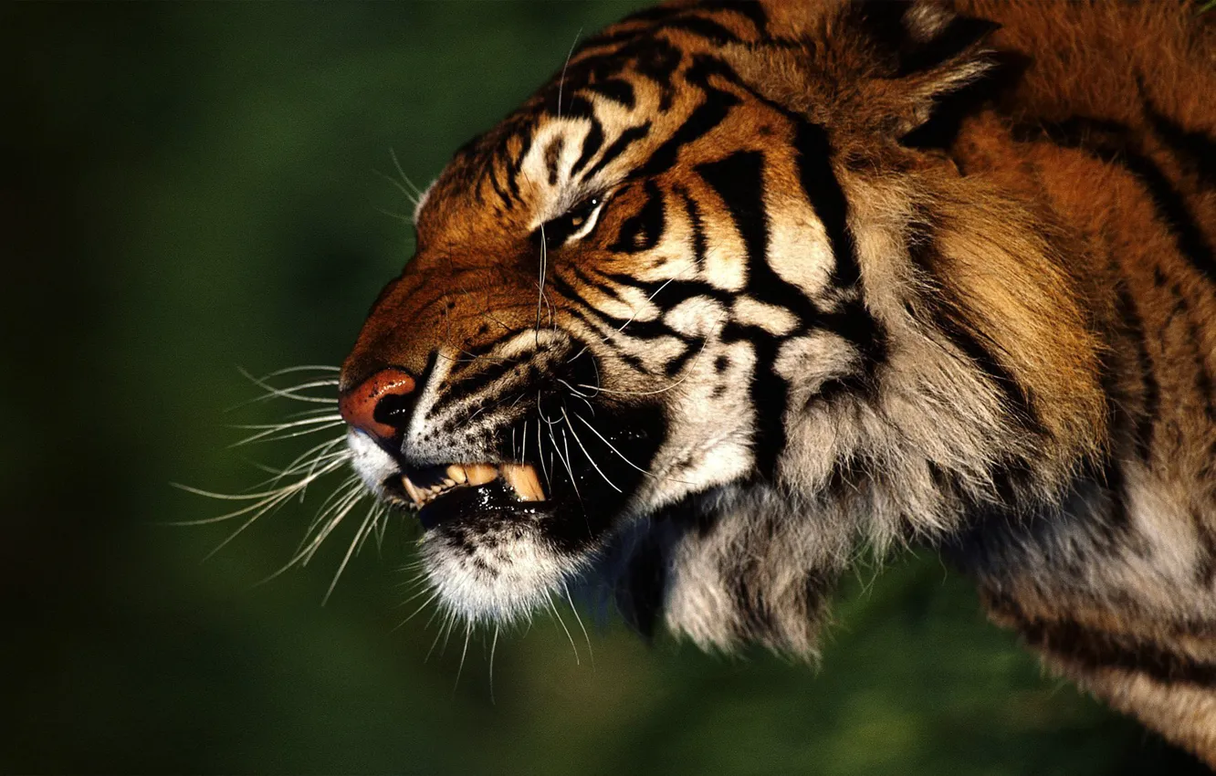 Фото обои тигр, злость, Лес