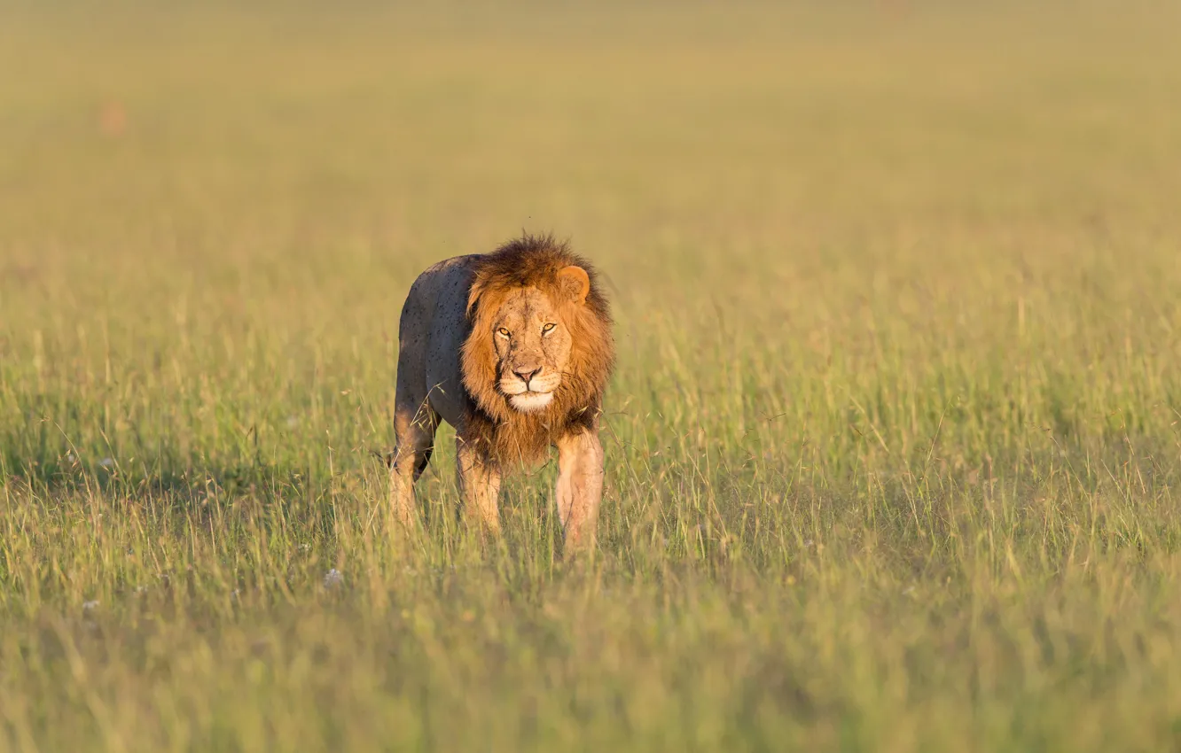Фото обои лев, lion, Кения, Kenya, Masai Mara, Масаи Мара
