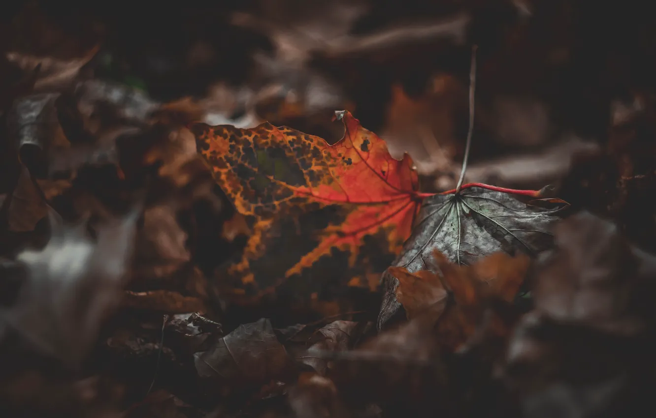 Фото обои осень, листья, лист