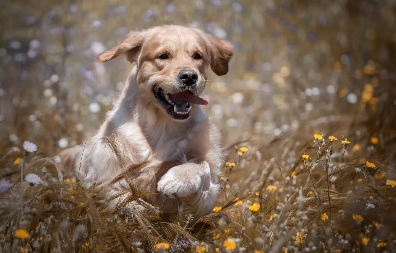 Фото обои поле, радость, цветы, собака, колосья, прогулка, Голден ретривер, Золотистый ретривер