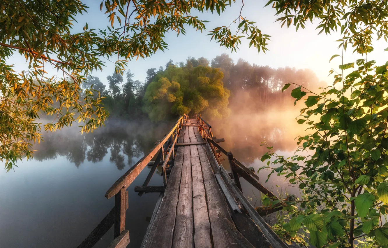 Фото обои деревья, пейзаж, ветки, природа, туман, река, утро, мостик