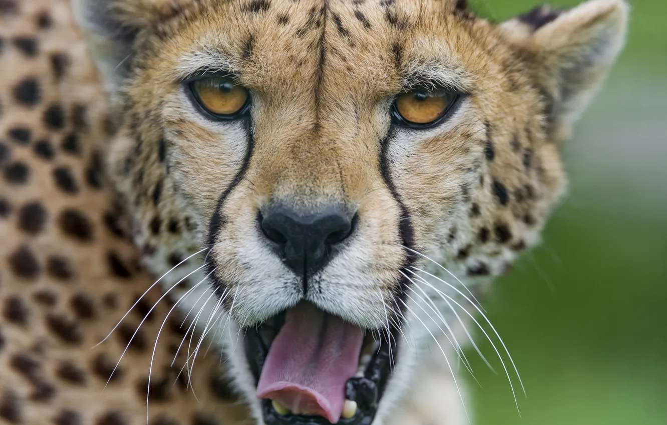 Фото обои язык, кошка, морда, гепард, зевает, ©Tambako The Jaguar