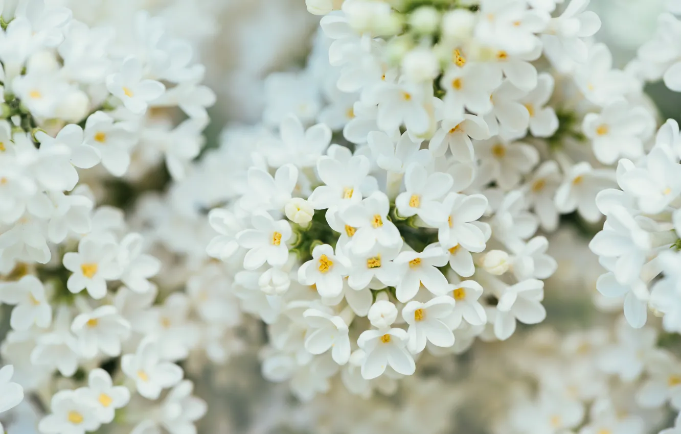 Фото обои весна, цветение, Белая сирень
