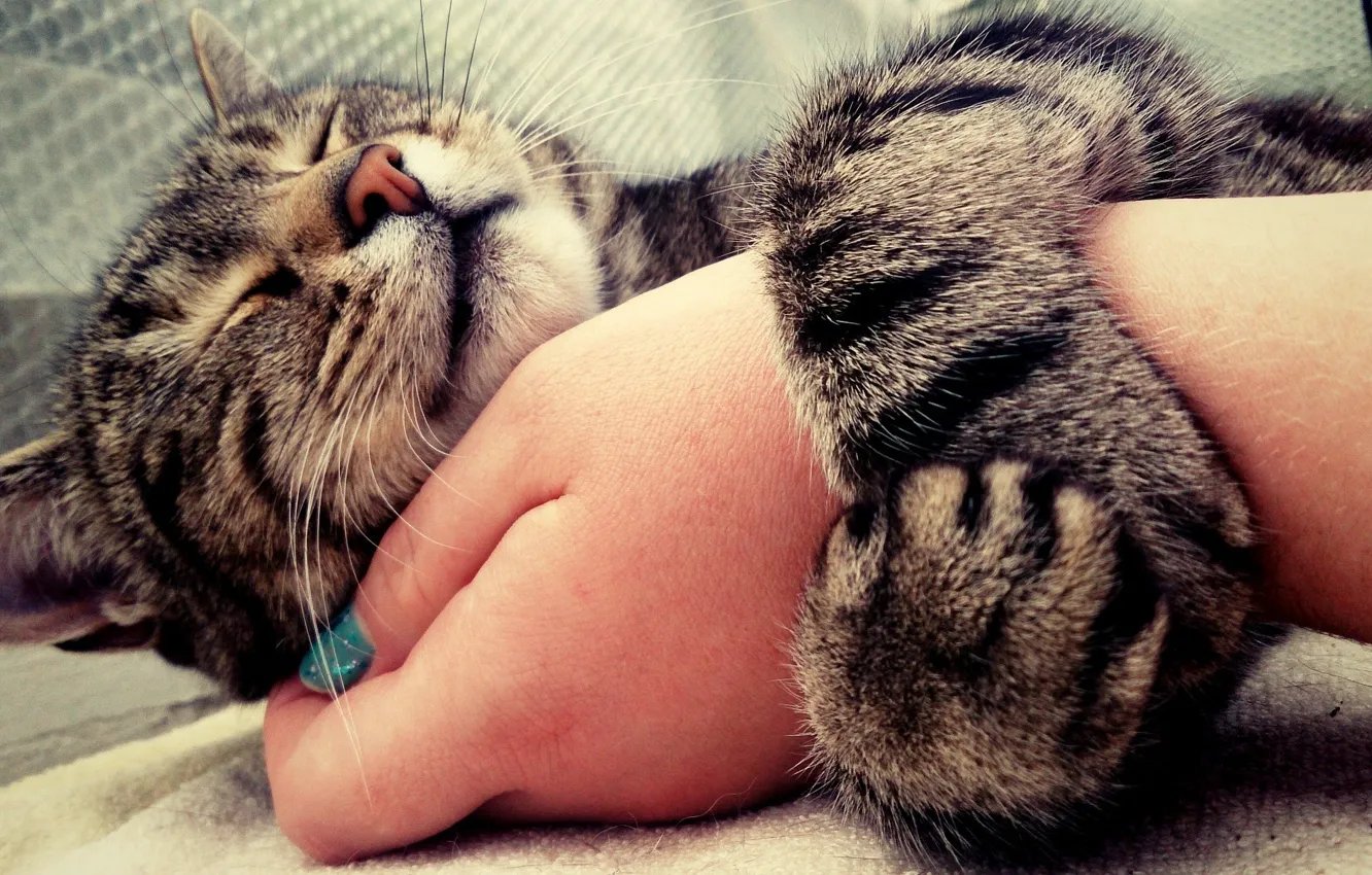 Фото обои mood, Cat, hug, animal, hand, cute, embrace, nose