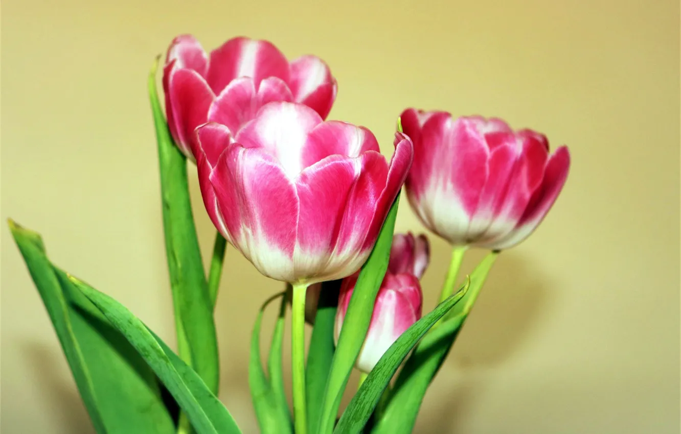 Фото обои фон, тюльпаны, розовые